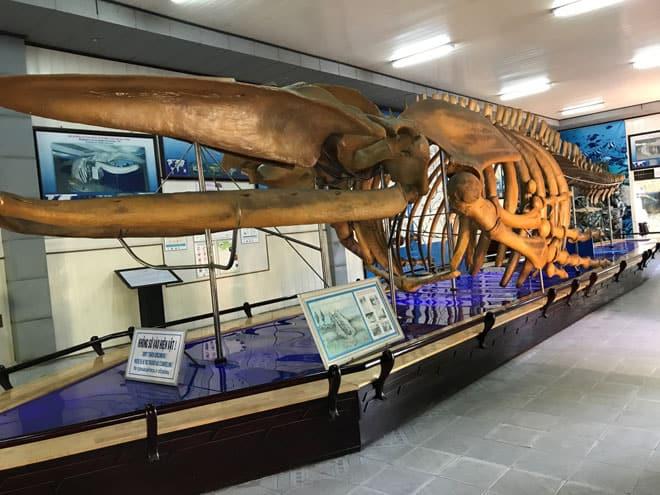 Bộ xương cá voi siêu to khổng lồ đang được trưng bày tại viện Hải dương học