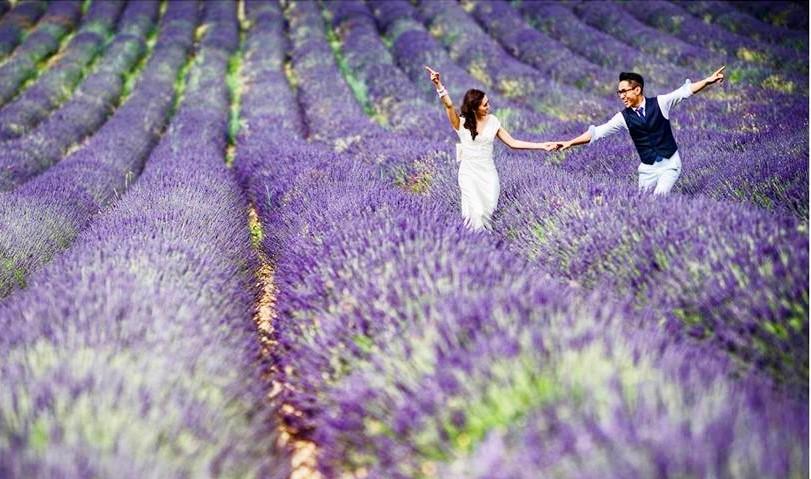 Review cánh đồng hoa Lavender Đà Lạt có gì, địa chỉ và đường đi